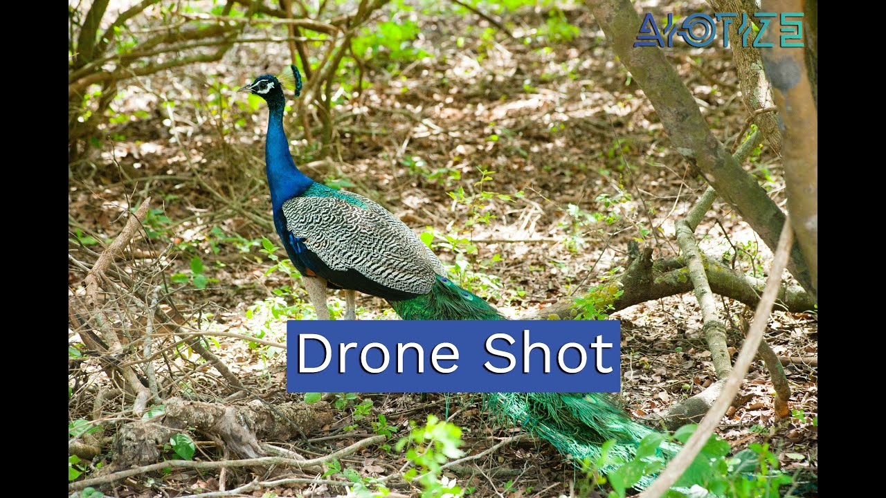Drone Shot Peacock In IISER Mohali | AIOTIZE