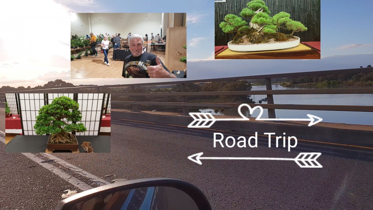Adelaide Bonsai Show Road trip, Aussie Bonsai Bloke YouTube