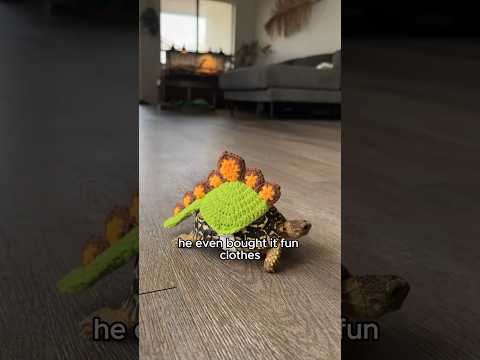 Turtle in the