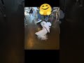 애교부릴때는  손발이 척척 #미니비숑#강아지#멍터미널