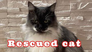 Спасение кота. Rescued cat.