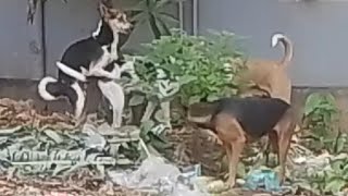 Dog bangladesh 🤣😂🇧🇩 by Doggy Lands 7 views 9 months ago 1 minute, 14 seconds