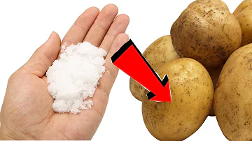 Картошки урождается 2 ведра с куста если кинуть это при посадке в лунку!