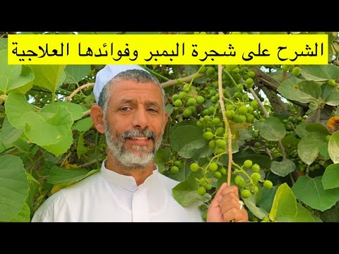زراعة شجرة البمبر من البذرة الى الاثمر مع المزارع المميز ابوسلمان 