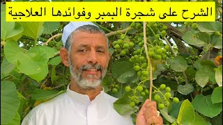 زراعة شجرة البمبر من البذرة الى الاثمر مع المزارع المميز ابوسلمان