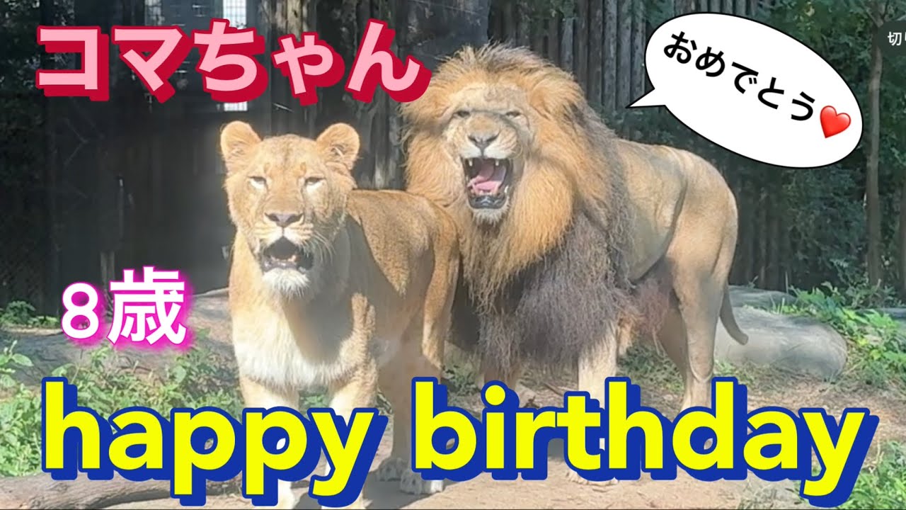 到津の森公園】コマちゃんが気になって仕方がないリアン🦁💦#誕生日