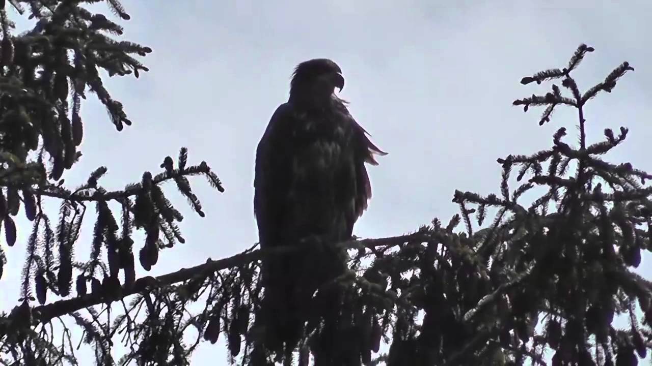 Eagle In Tree Shadow Alaska Mohr Productions extinct animal footage