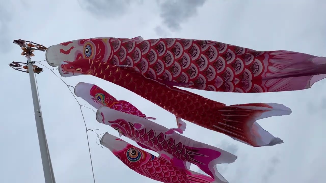 基本セット】旭天竜 五色吹流し シルキー鯉のぼり 4m8点セット 揚げ