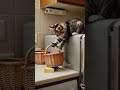 قط يصتاد الفأر Cat النظافه Cute موسيقار Funny اهميه Cutecat الجيلي Kitten المراه قط يصتاد الفأر Cat النظافه Cute موسيقار Funny اهميه Cutecat الجيلي Kitten المراه