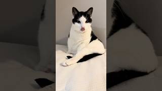 Furry little one reacts when I check on him # sweet #funny#cat# short #