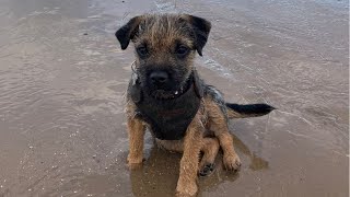 Trip to Crosby Beach ⛱ #borderterrier #puppy #dog