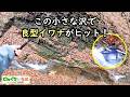 小さな沢で良型イワナがヒット！【渓流釣り】長野県犀川漁協管内