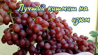 Какой кишмиш вибрать для сушки изюма.