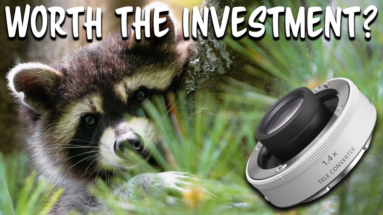 Телеконвертер Sony 1.4x + 200-600: год спустя