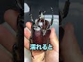 超特大カナブンをお湯に沈める ゴライアスオオツノハナムグリ #標本 #昆虫