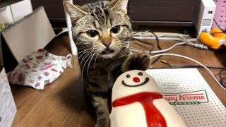 妹が食べてるドーナッツが気になってスリスリが止まらなくなってしまった猫ｗ