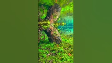 Life Beneath the Waves: The Hidden World of the Ocean 🌊