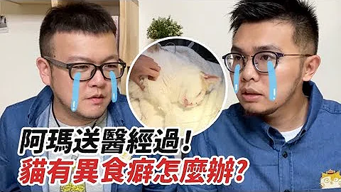【阿瑪送醫經過！貓有異食癖怎麼辦？】志銘與狸貓 - 天天要聞