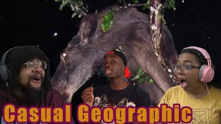 Casual Geographic: When Animals Get ZOOTED! | Reaction ft Chavezz