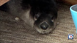 South Florida family finds suffering river otter, helps him back to health