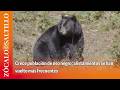 Crece población de oso negro; alistamientos se han vuelto más frecuentes