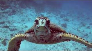 Oceanos e mudança climática | National Geographic by National Geographic Brasil 2,866 views 1 year ago 2 minutes, 39 seconds