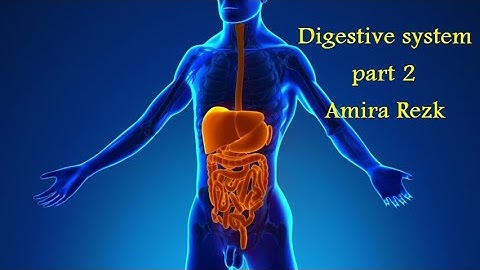 Digestive system. primary 4. unit 1. lesson 1.part 2 .second term. 🌷