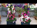 Petunia Vertical Flower Tower | Petunia Tower | Low Cost | Easy to make | DIY Project | Full Update