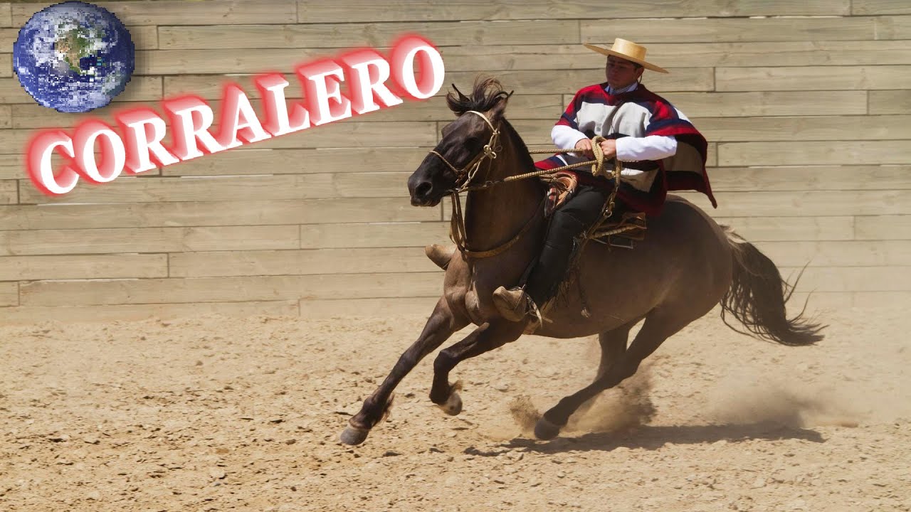 TOP Beautiful Chilean Corralero Horse in the World!