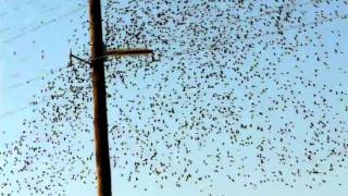 Migratory birds flocking like a school of fish #1