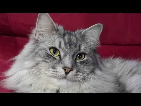 funny-siberian-cat-meowing-softly-cat-video