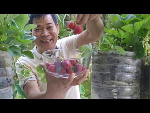 Video: Mga Uri ng Halaman ng Strawberry - Impormasyon Tungkol sa Iba't Ibang Strawberry Sa Hardin
