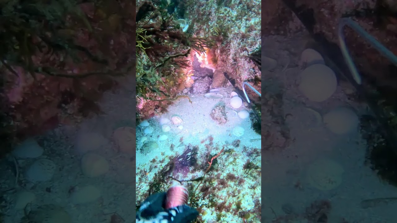 🐙HUGE OCTOPUS IN CAVE ➡️SPEARFISHING 