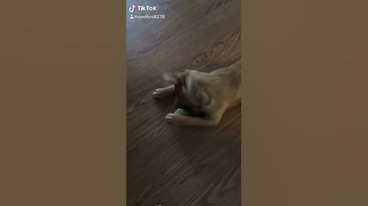 My cute little puppy