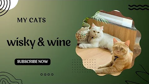 Video 10721881: ginger persian cat, persian cat funny animal, cute persian cat, cat lovers