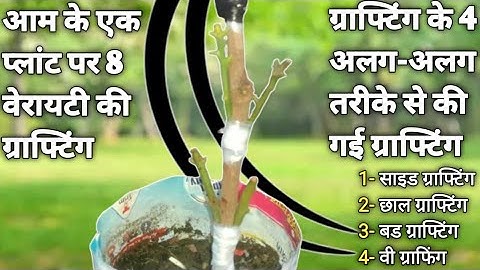 Grafting of 8 varieties on one mango plant using 4 different grafting methods