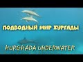 Подводный Мир Хургады. Дельфины / Underwater World of Hurghada. Dolphins [4K]