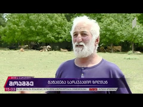 საოკუპაციო რეჟიმის მიერ სოფელ ახალ უბანში დაკავებული მწყემსები უკვე გათავისუფლებულია