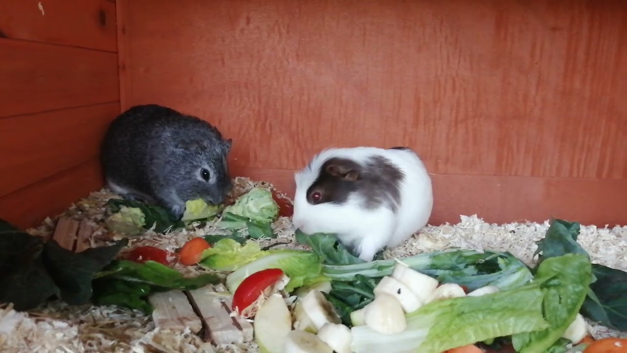 Guinea pig dinner time, ASMR, relax, eat your fruit and vegetables 