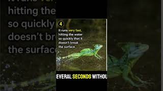 🦎 This Lizard Can Run on Water! 😱#AnimalFacts #WildFacts #BasiliskLizard #JesusLizard #Wildlife