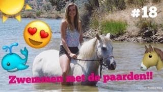 Zwemmen Met De Paarden In Het Mooie Spanje