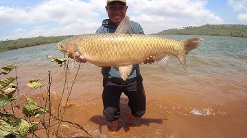 Câu lancer cá trắm 13kg Siêu khỏe hồ tự nhiên Đăk Nông  | 5-3-2023