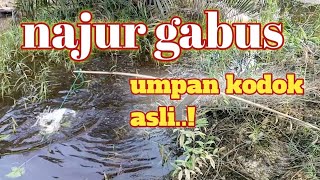 EXPERIMENT KODOK HIDUP UNTUK UMPAN TAJUR/TAUT, MANCING GABUS SAMBARAN NYA SADIS KATAK DICUMBUI GABUS