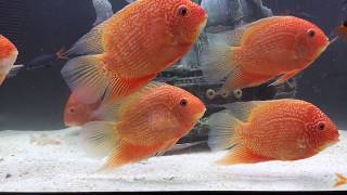 Red Spotted Severums (H - YouTube