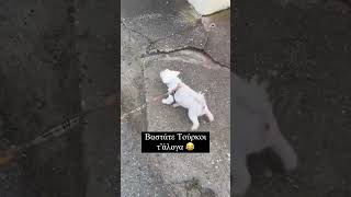 Βαστάτε Τούρκοι τ’άλογα 😂 #κατοικιδια