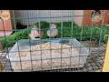 اضافة قفص العصافير في حديقة المنزل Zebra finch bird in home garden