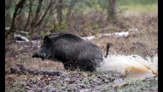 Battue aux sangliers 2019 / 100% sanglier / Breizh'Hunt