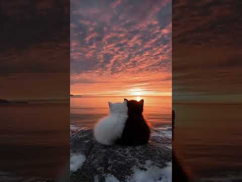 Send this to your favorite person❤️😉 #cat #cats #kitty #cute #sunset #nature #chill #ambient #fyp