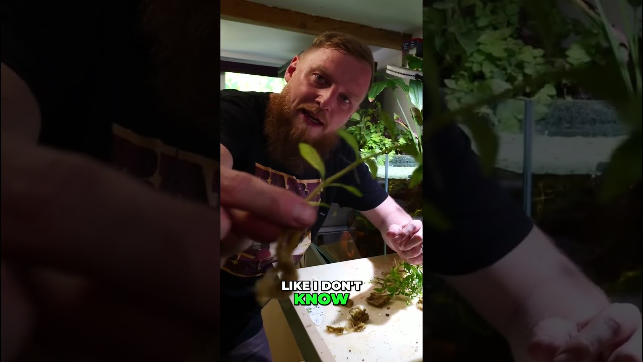 Full Video On Our Channel NOW!  Grow MORE Aquarium Plants The STEM PLANT Secret REVEALED!
