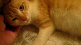 Peaches the cat getting ready to give birth by angelpaws6 67,950 views 13 years ago 1 minute, 22 seconds